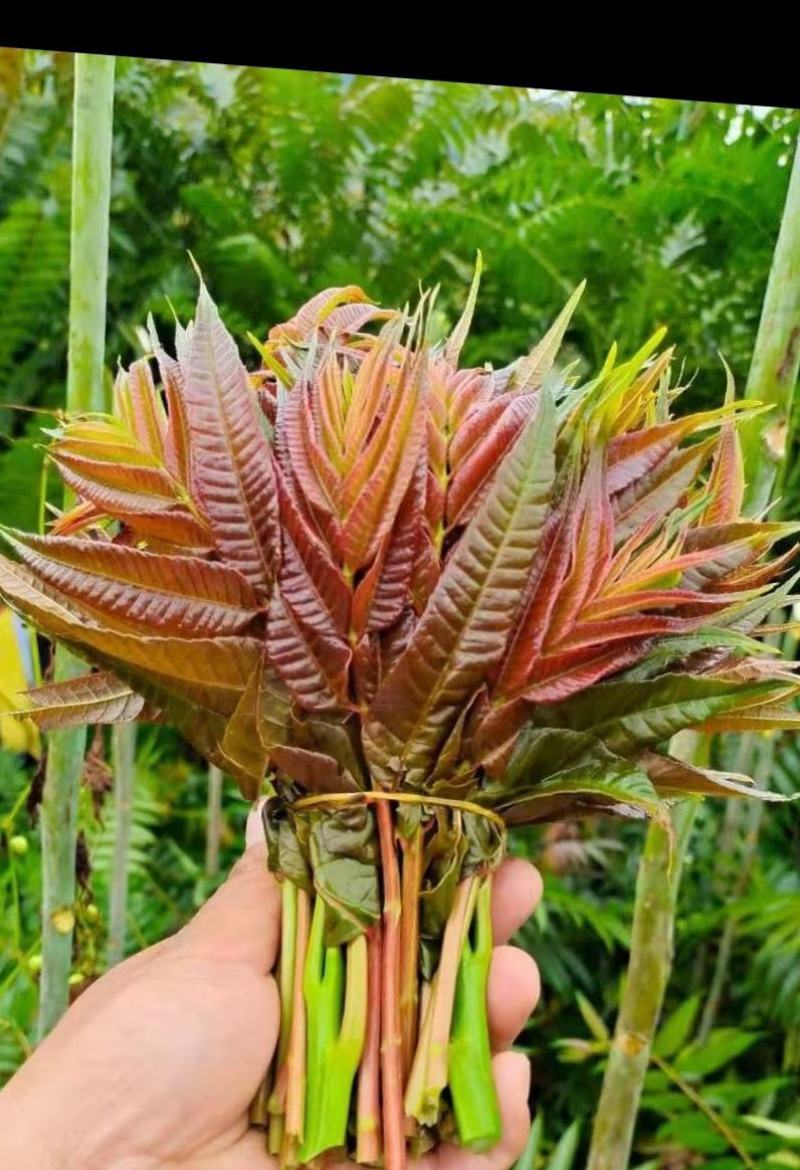 香椿芽云贵高原露天种植粗放管理自然生长高端食材营养丰富