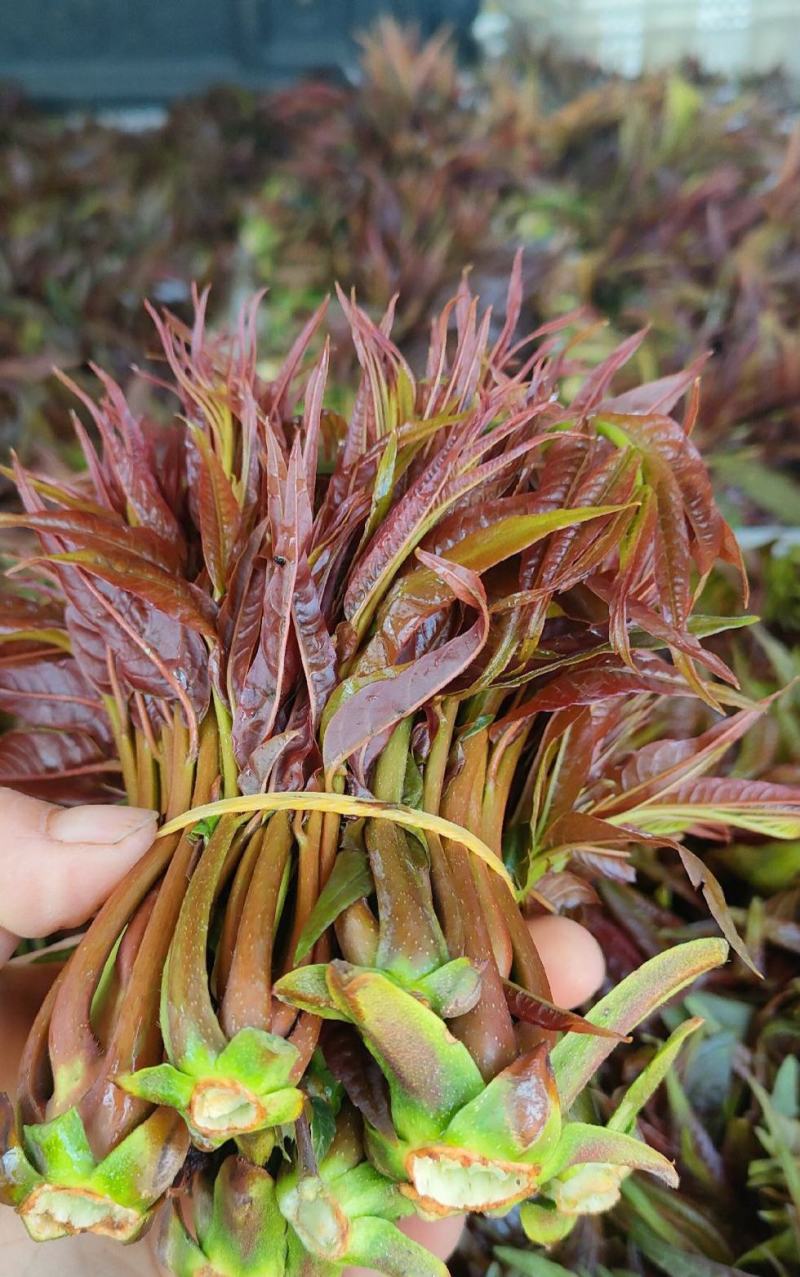 香椿芽云贵高原露天种植粗放管理自然生长高端食材营养丰富