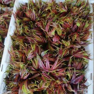 香椿芽云贵高原露天种植粗放管理自然生长高端食材营养丰富
