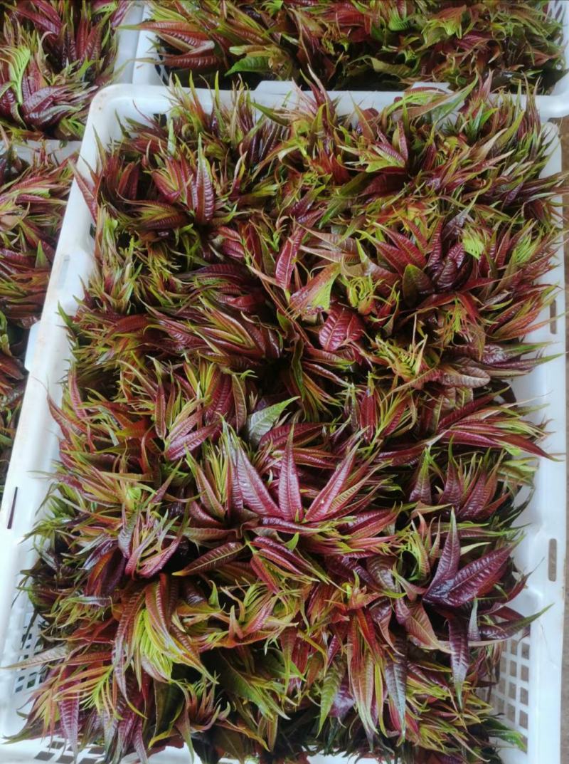 香椿芽云贵高原露天种植粗放管理自然生长高端食材营养丰富