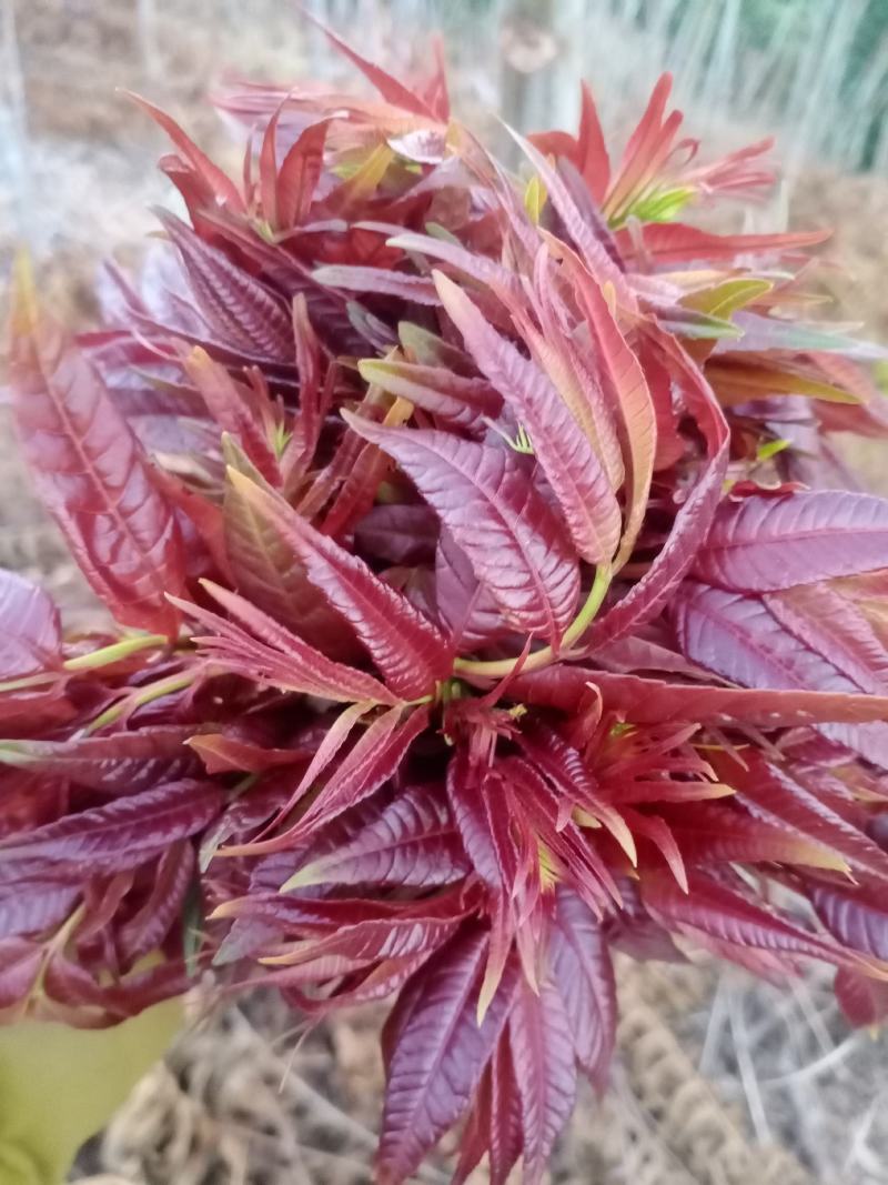 香椿芽云贵高原露天种植粗放管理自然生长高端食材营养丰富