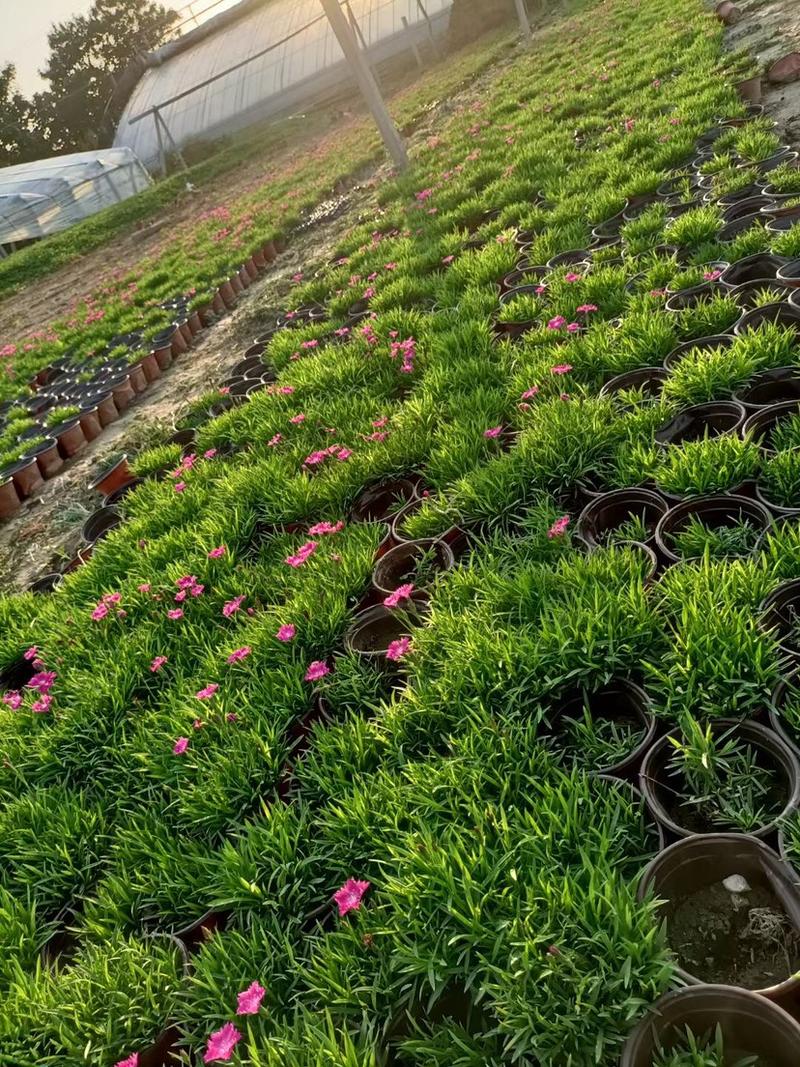 欧石竹绿化工程苗木基地直销四季开花养护简单