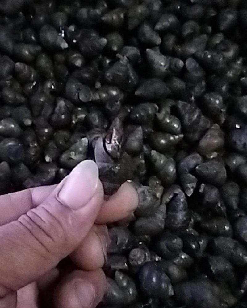 淡水螺狮各种规格不断供应优质虾塘薄壳钓鱼螺常年全国供应
