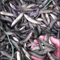 出售精品黑鱼苗大小规格品种齐全价格优惠，全国发货，送货