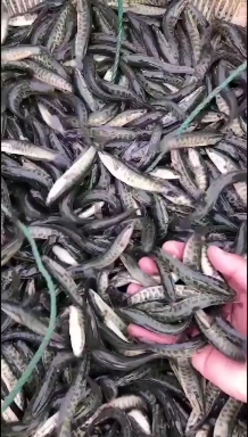 出售精品黑鱼苗大小规格品种齐全价格优惠，全国发货，送货