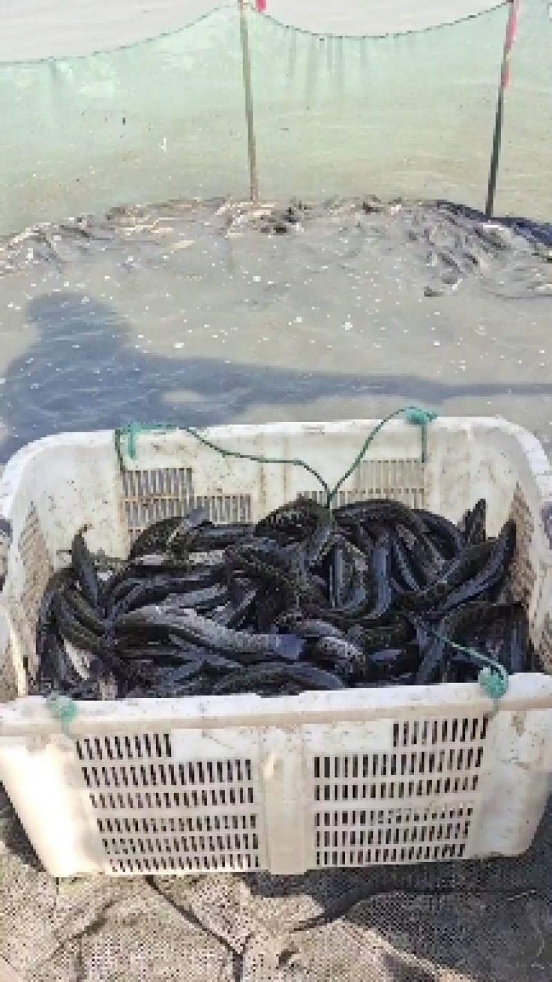 出售精品黑鱼苗大小规格品种齐全价格优惠，全国发货，送货