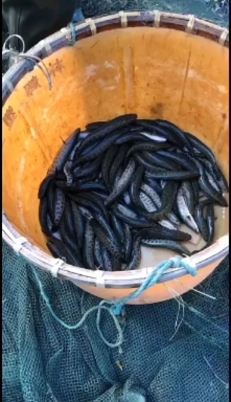 出售精品黑鱼苗大小规格品种齐全价格优惠，全国发货，送货