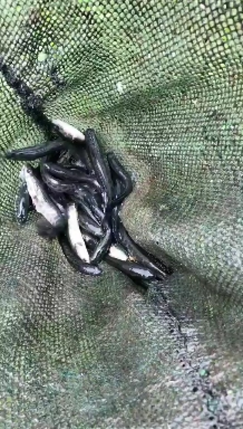 出售精品黑鱼苗大小规格品种齐全价格优惠，全国发货，送货