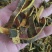 黄柏，无硫正品川黄柏切丝质量保证，经营各种中药材！