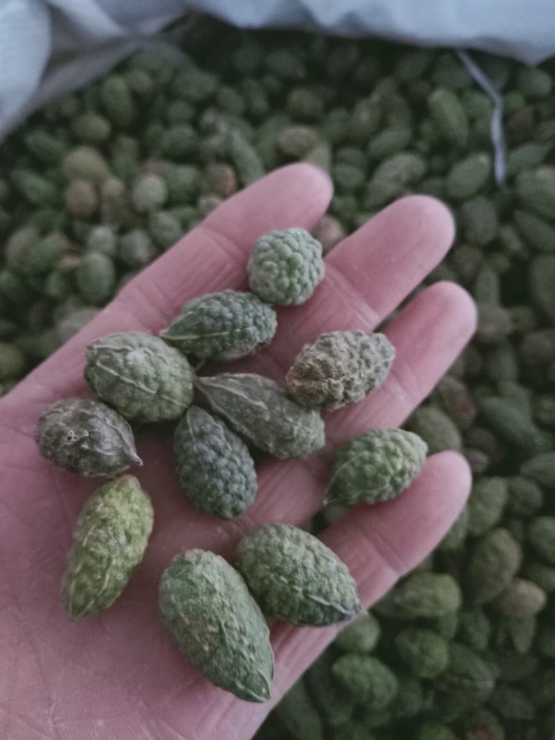 野西瓜，正品野西瓜干净无杂质量保证量大从优！欢迎咨询合作