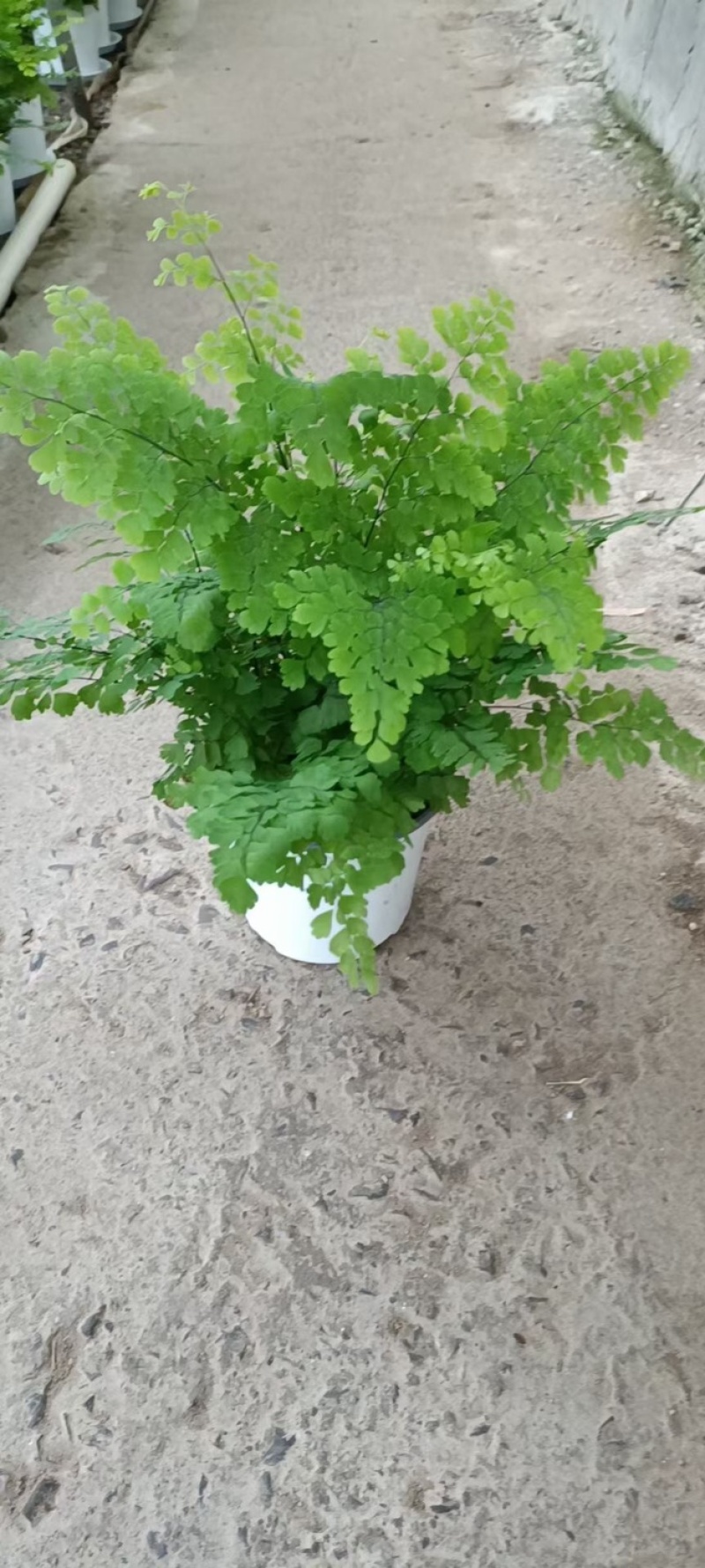 铁线蕨花卉盆景基地直售物美价廉值得信赖欢迎采购