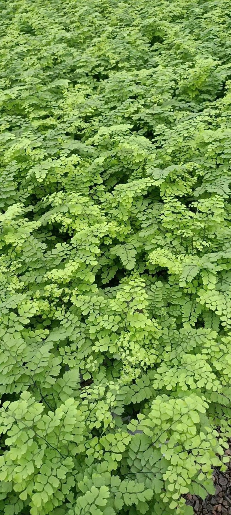 铁线蕨花卉盆景基地直售物美价廉值得信赖欢迎采购