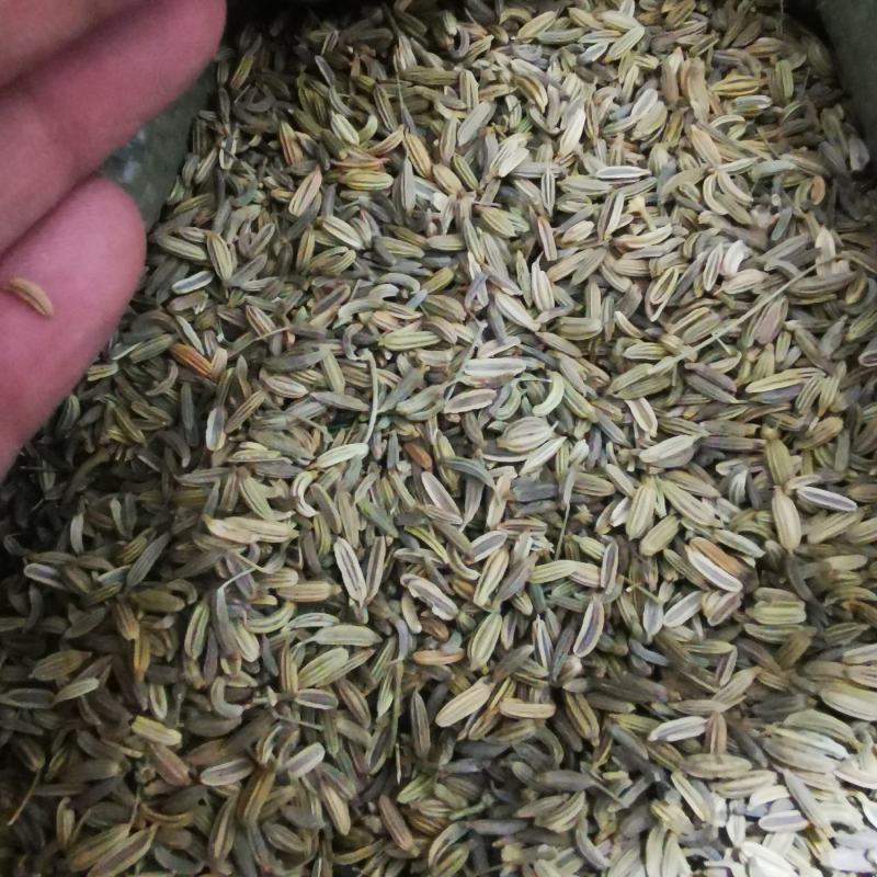 小茴香调料小茴香产地直销量大从优实体店批发