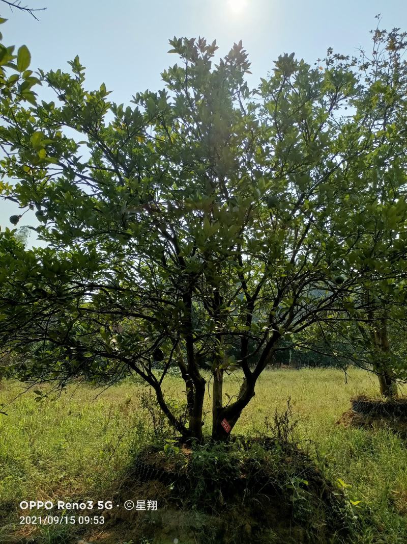 丛生香橼，单杆香橼，香橼基地，香橼价格，一手货源