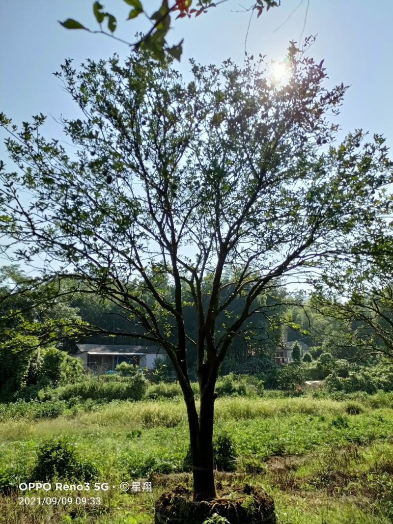 丛生香橼，单杆香橼，香橼基地，香橼价格，一手货源