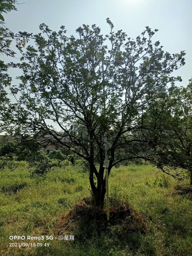 丛生香橼，单杆香橼，香橼基地，香橼价格，一手货源