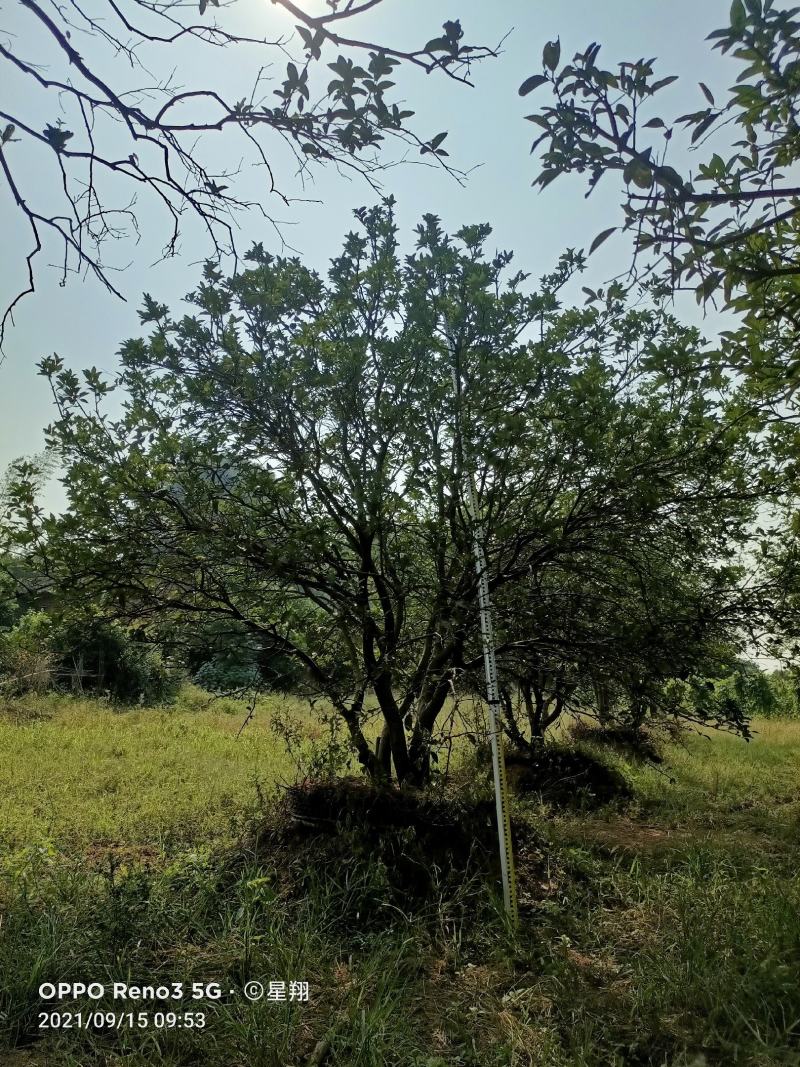 丛生香橼，单杆香橼，香橼基地，香橼价格，一手货源