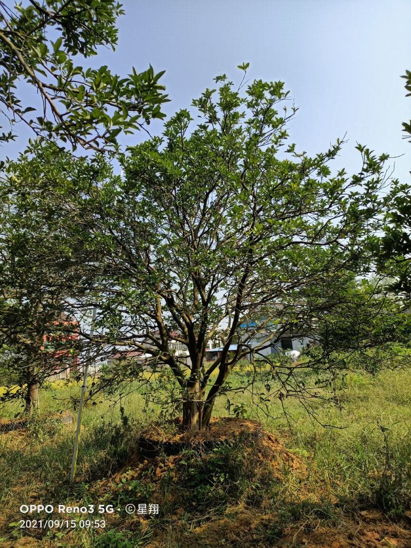 丛生香橼，单杆香橼，香橼基地，香橼价格，一手货源