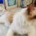 布偶猫出售