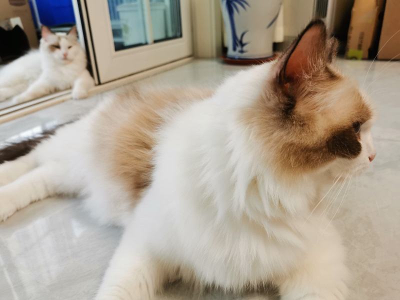 布偶猫出售