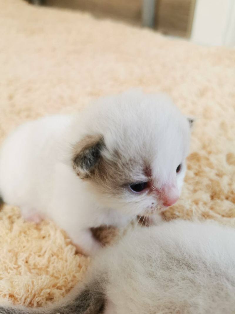 布偶猫出售