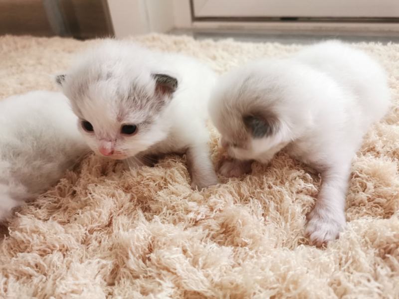 布偶猫出售