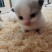 布偶猫出售