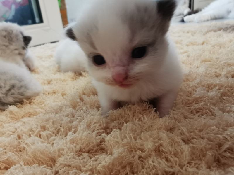 布偶猫出售