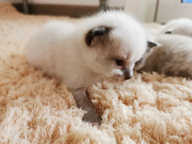 布偶猫出售