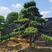 罗汉松老桩造型适合庭院种植市政小区绿化