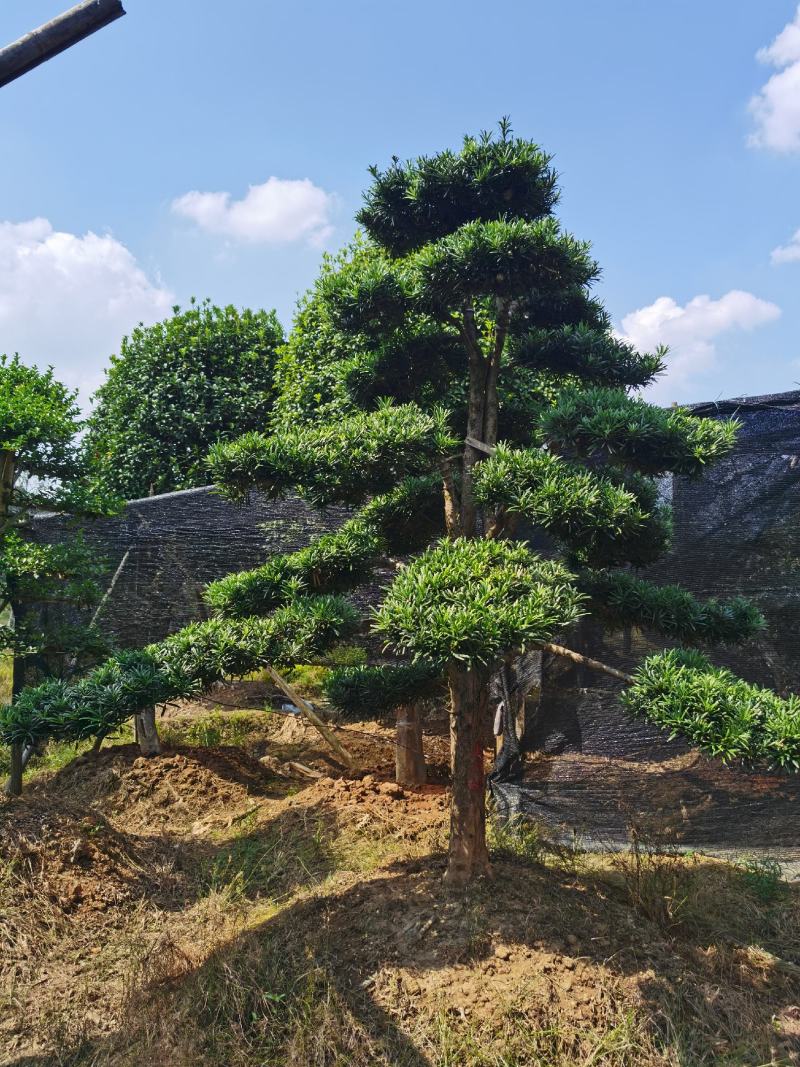 罗汉松老桩造型适合庭院种植市政小区绿化