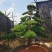 罗汉松老桩造型适合庭院种植市政小区绿化