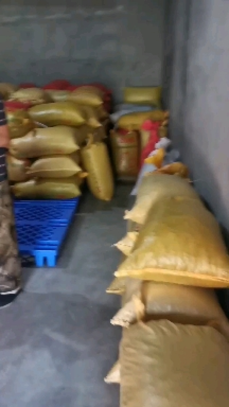 太白县高海拔毛栗子毛利板栗