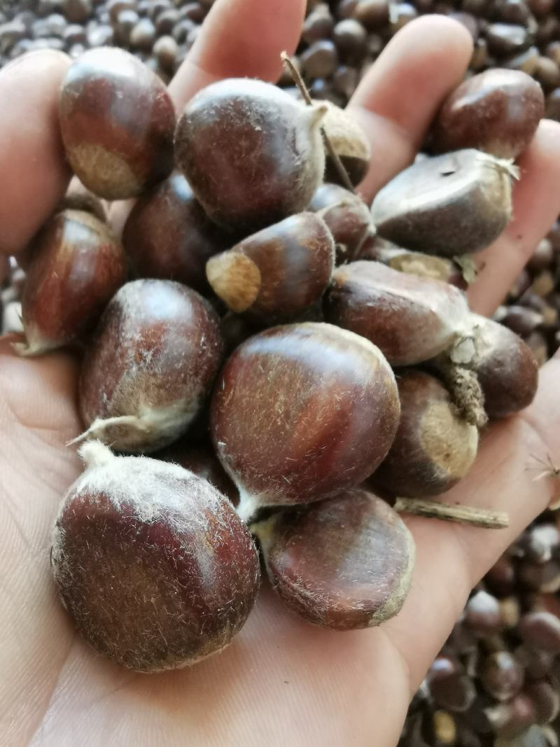 太白县高海拔毛栗子毛利板栗