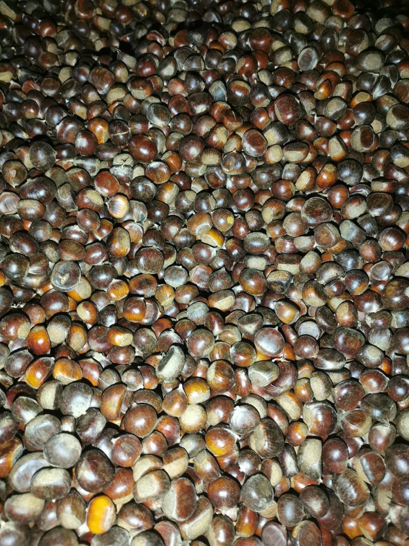 太白县高海拔毛栗子毛利板栗