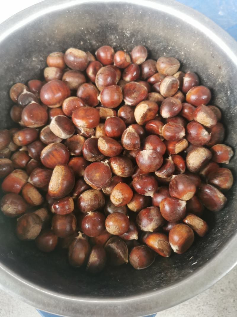 太白县高海拔毛栗子毛利板栗