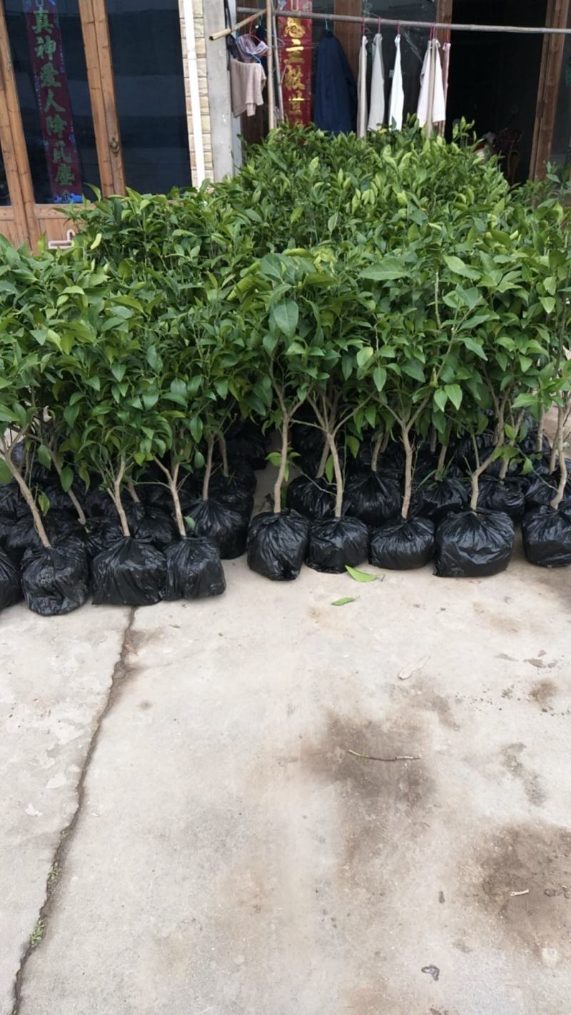 由良蜜桔苗早熟蜜桔苗当年就能结果，南方种植新品种