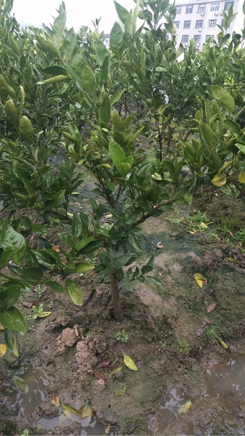 由良蜜桔苗早熟蜜桔苗当年就能结果，南方种植新品种