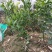 由良蜜桔苗早熟蜜桔苗当年就能结果，南方种植新品种