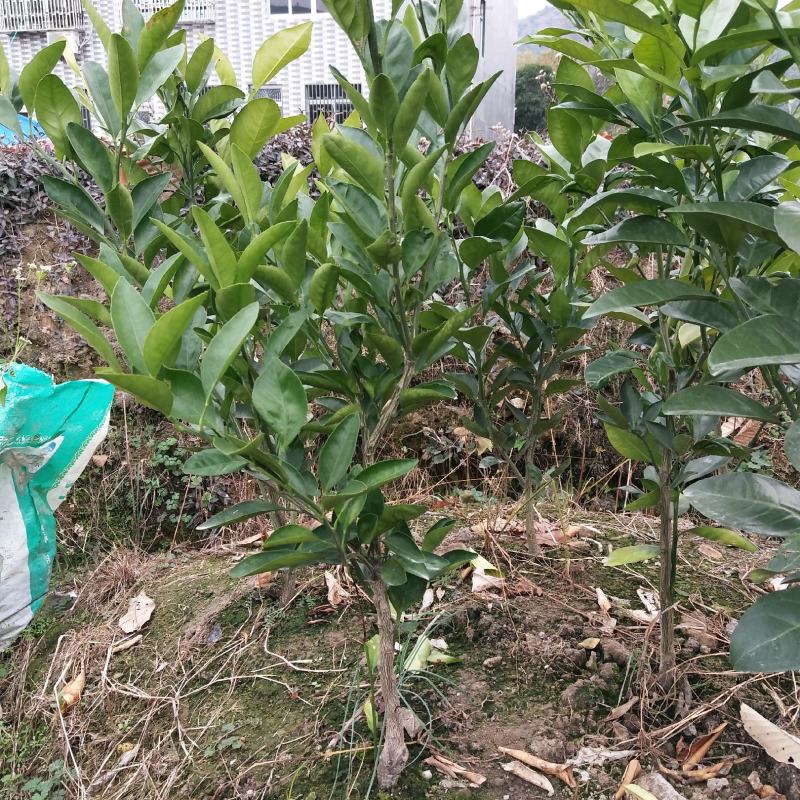 由良蜜桔苗早熟蜜桔苗当年就能结果，南方种植新品种