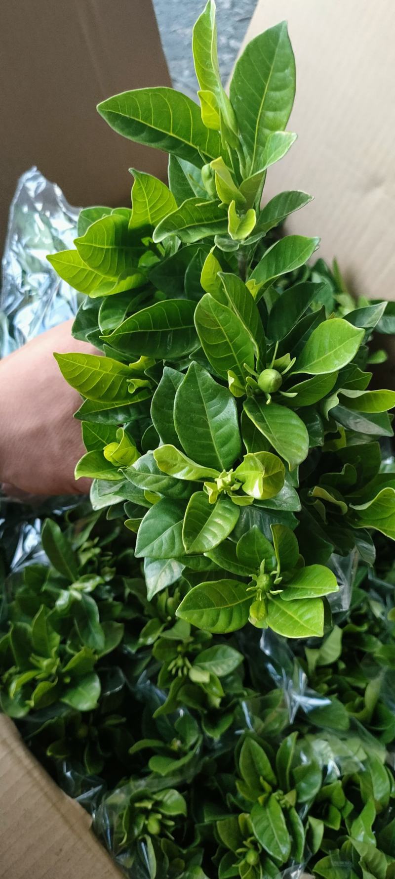 90#栀子花带花苞发货，秋季电商爆品，社区团购精选。