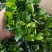 90#栀子花带花苞发货，秋季电商爆品，社区团购精选。