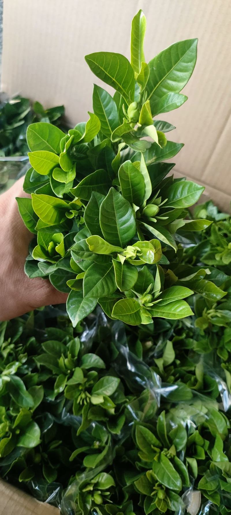 90#栀子花带花苞发货，秋季电商爆品，社区团购精选。