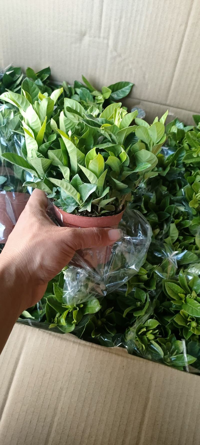 90#栀子花带花苞发货，秋季电商爆品，社区团购精选。