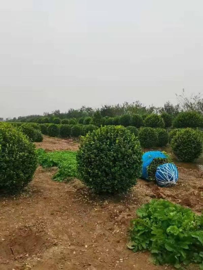 1米卫矛球价格，1.2米卫矛球价格河北绿曦苗圃