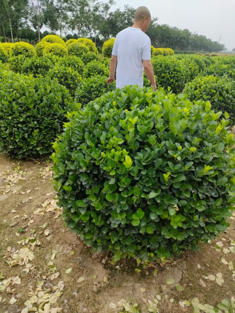 1米卫矛球价格，1.2米卫矛球价格河北绿曦苗圃