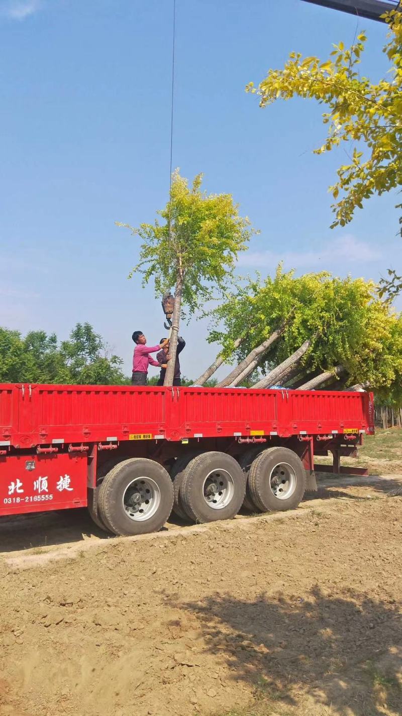 10-15公分金叶榆自家苗圃1500棵绿曦苗圃