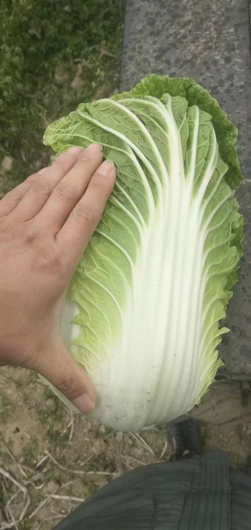精品矮棵黄芯大白菜，产地直发，货源充足，支持任何包装