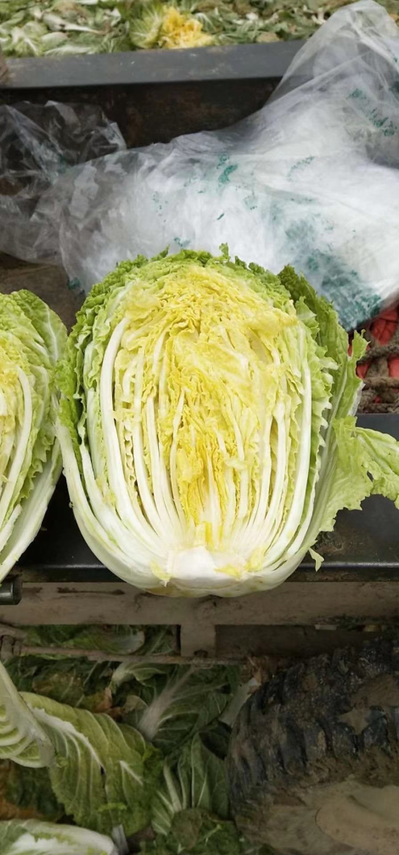 精品矮棵黄芯大白菜，产地直发，货源充足，支持任何包装