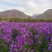 二月兰种子花籽诸葛菜二月蓝多年生宿根，庭院耐寒耐荫